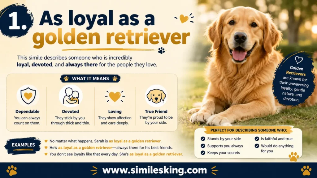 As loyal as a golden retriever
